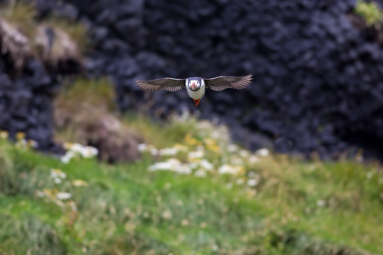Puffin from coast