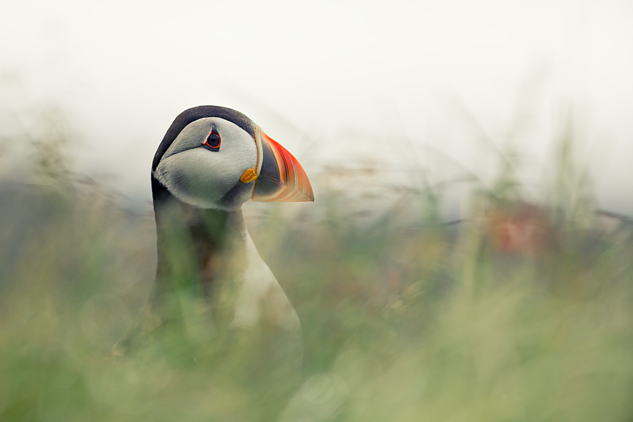 Puffin with cover